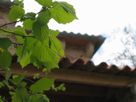 Les Noisetiers au printemps:
vous offrirons une ombre bien agréable en été.
Vous aurez deux possibilités de laisser votre voiture à l'ombre l'après-midi.
La solution des noisetiers, ce n'est pas forcément désagréable, bien au contraire. IMG_5153.jpg